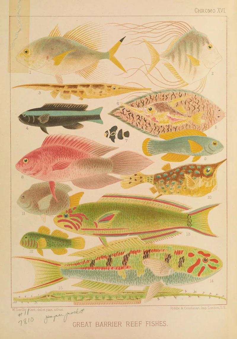 Great Barrier Reef Fishes Ii Wall Art by William Saville-Kent - High-Resolution Digital Print