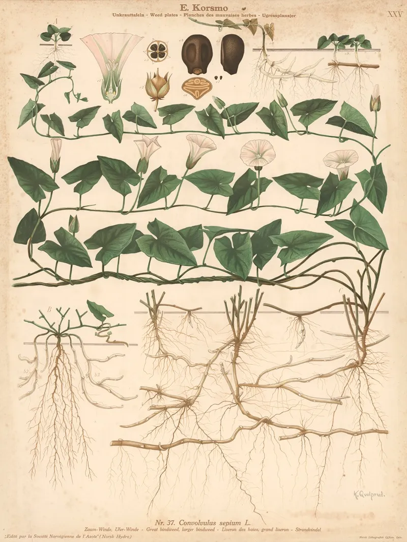 Great Bindweed Larger Bindweed Wall Art by Knut Quelprud - High-Resolution Digital Print