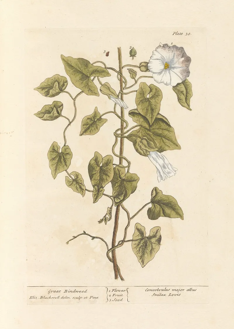 Great Bindweed Wall Art by Elizabeth Blackwell - High-Resolution Digital Print