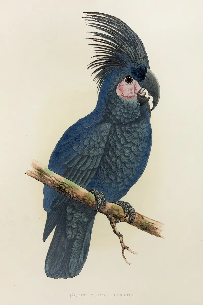 Great Black Cockatoo Of New Guinea Or Goliath Aratoo Wall Art by Alexander Francis Lydon - High-Resolution Digital Print