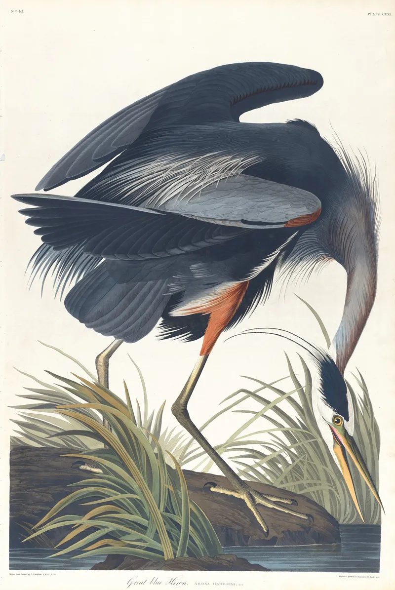 Great Blue Heron Wall Art by John James Audubon - High-Resolution Digital Print