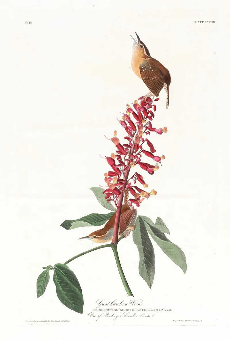 Great Carolina Wren Wall Art by John James Audubon - High-Resolution Digital Print