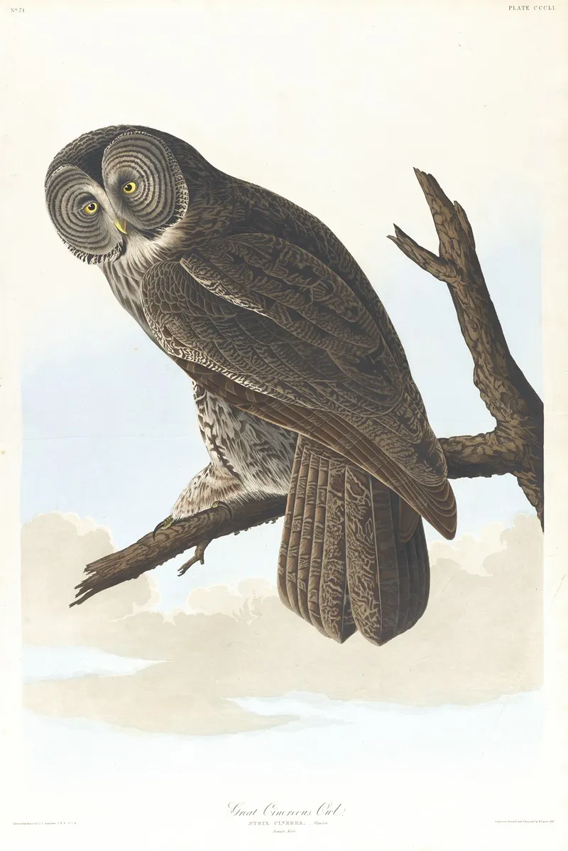 Great Cinereous Owl Wall Art by John James Audubon - High-Resolution Digital Print