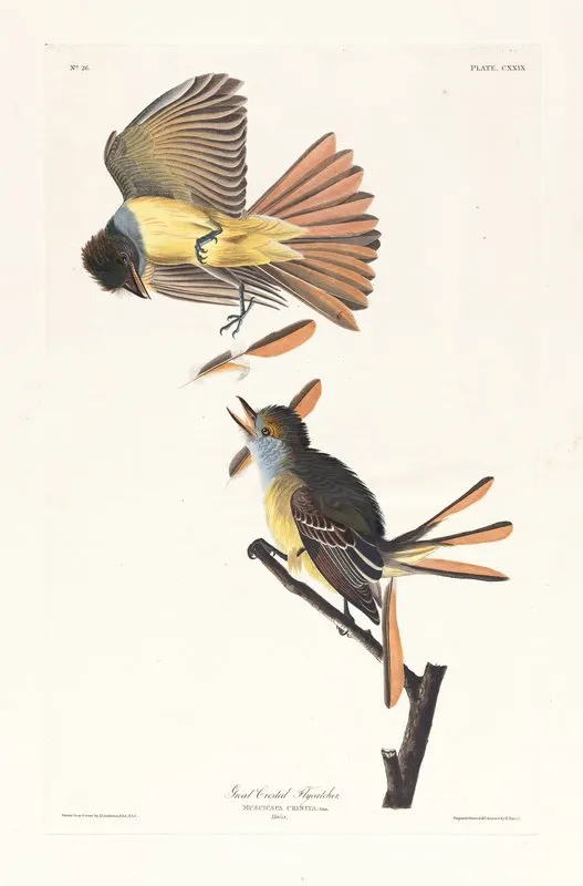 Great Crested Flycatcher Wall Art by John James Audubon - High-Resolution Digital Print