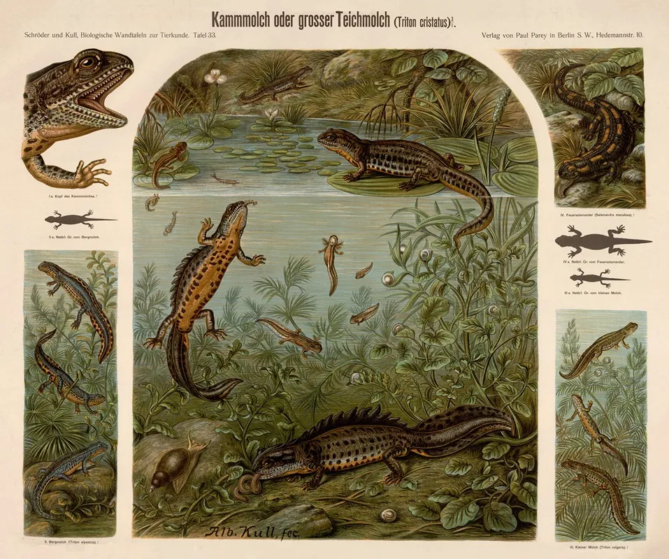 Great Crested Newt Triton Cristatus