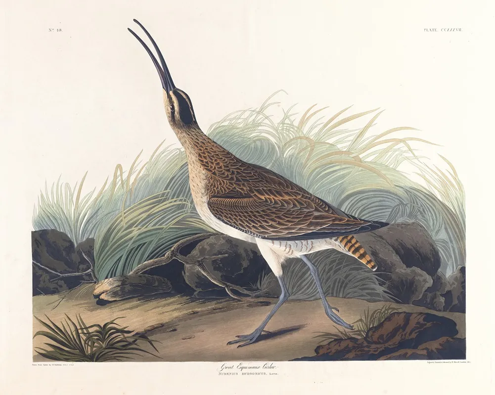 Great Equimaux Curlew Wall Art by John James Audubon - High-Resolution Digital Print
