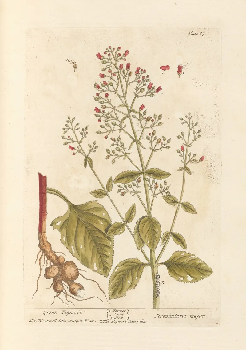 Great Figwort Wall Art by Elizabeth Blackwell - High-Resolution Digital Print