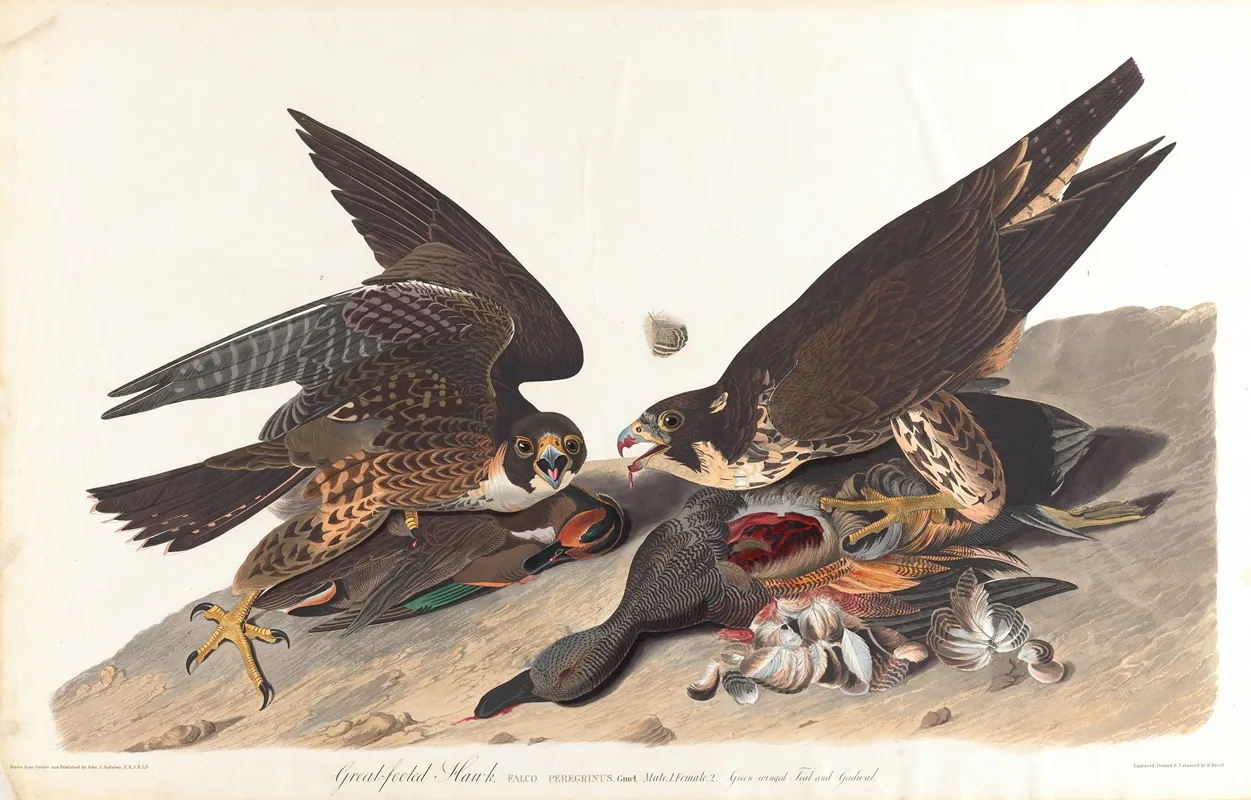 Great Footed Hawk 2 Wall Art by John James Audubon - High-Resolution Digital Print