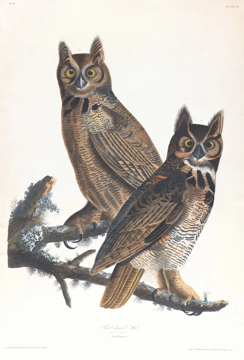 Great Horned Owl Wall Art by John James Audubon - High-Resolution Digital Print
