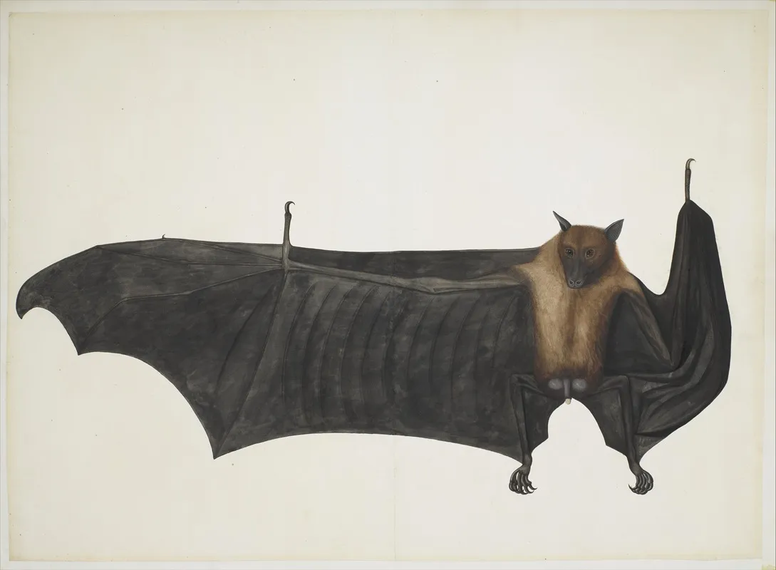 Great Indian Fruit Bat Wall Art by Bhawani Das - High-Resolution Digital Print