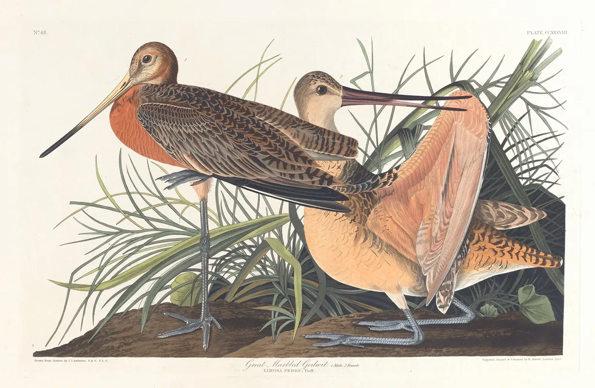 Great Marbled Godwit Wall Art by John James Audubon - High-Resolution Digital Print