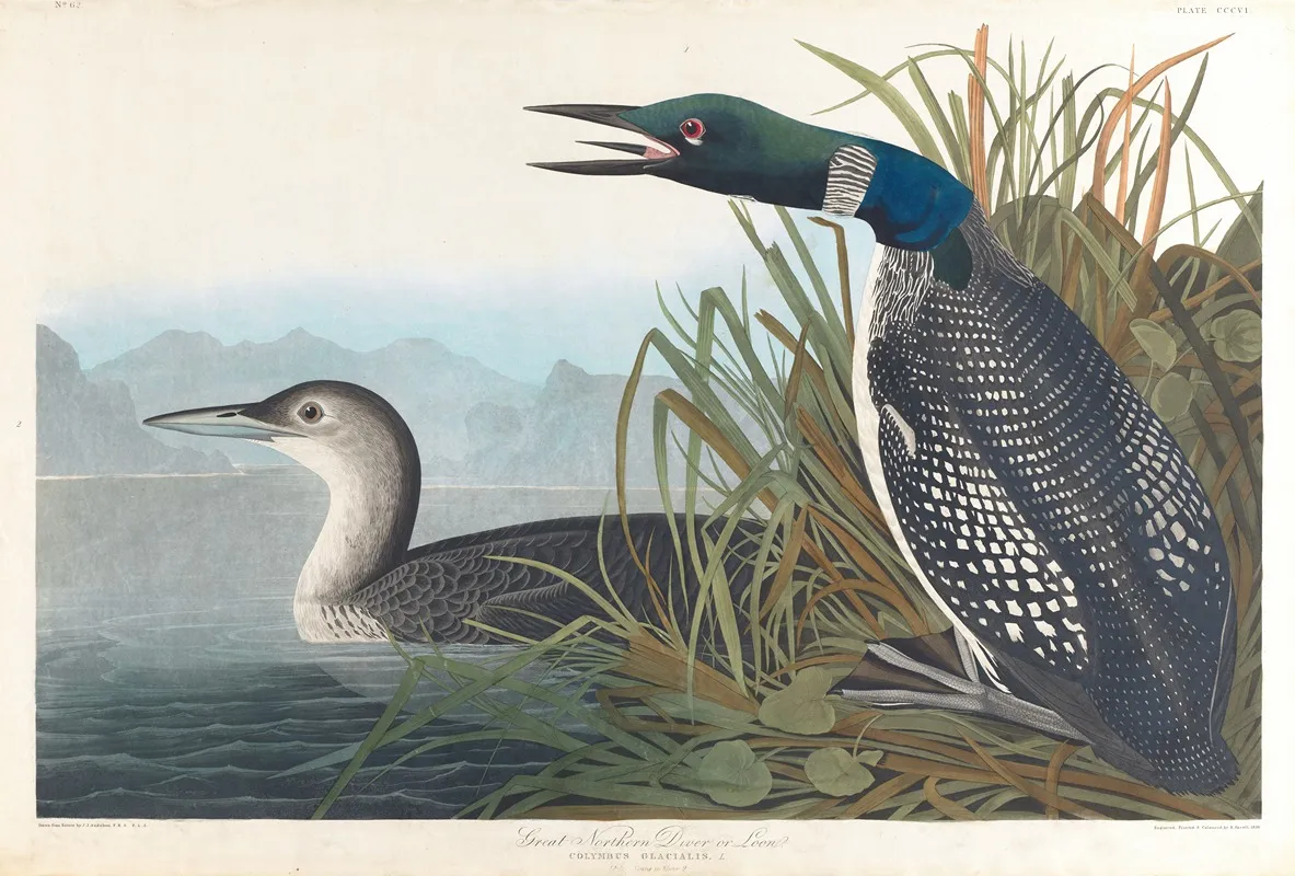 Great Northern Diver Or Loon Wall Art by John James Audubon - High-Resolution Digital Print
