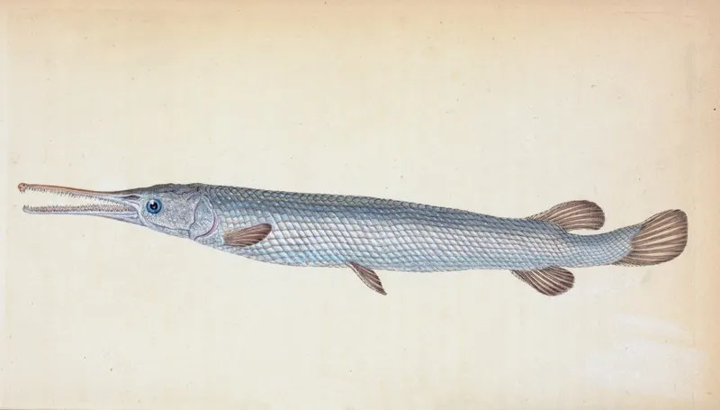Great Or Bony Gar Fish Esox Osseus Wall Art by Edward Donovan - High-Resolution Digital Print