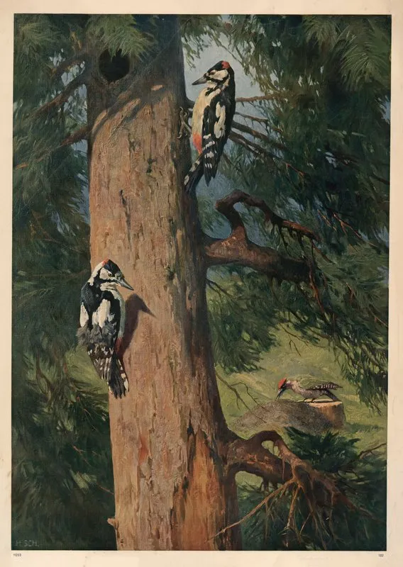 Great Spotted Woodpecker And Green Woodpecker Wall Art by Hans Schmidt - High-Resolution Digital Print