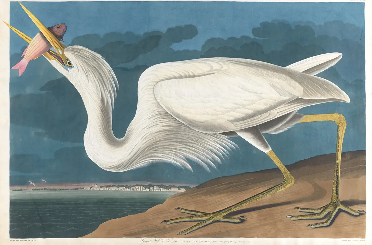 Great White Heron Wall Art by John James Audubon - High-Resolution Digital Print