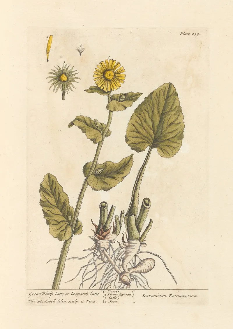 Great Woolfs Bane Or Leopards Bane Wall Art by Elizabeth Blackwell - High-Resolution Digital Print