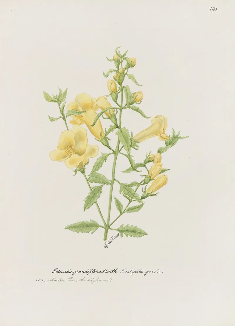 Great Yellow Gerardia Wall Art by S. Fred Prince - High-Resolution Digital Print