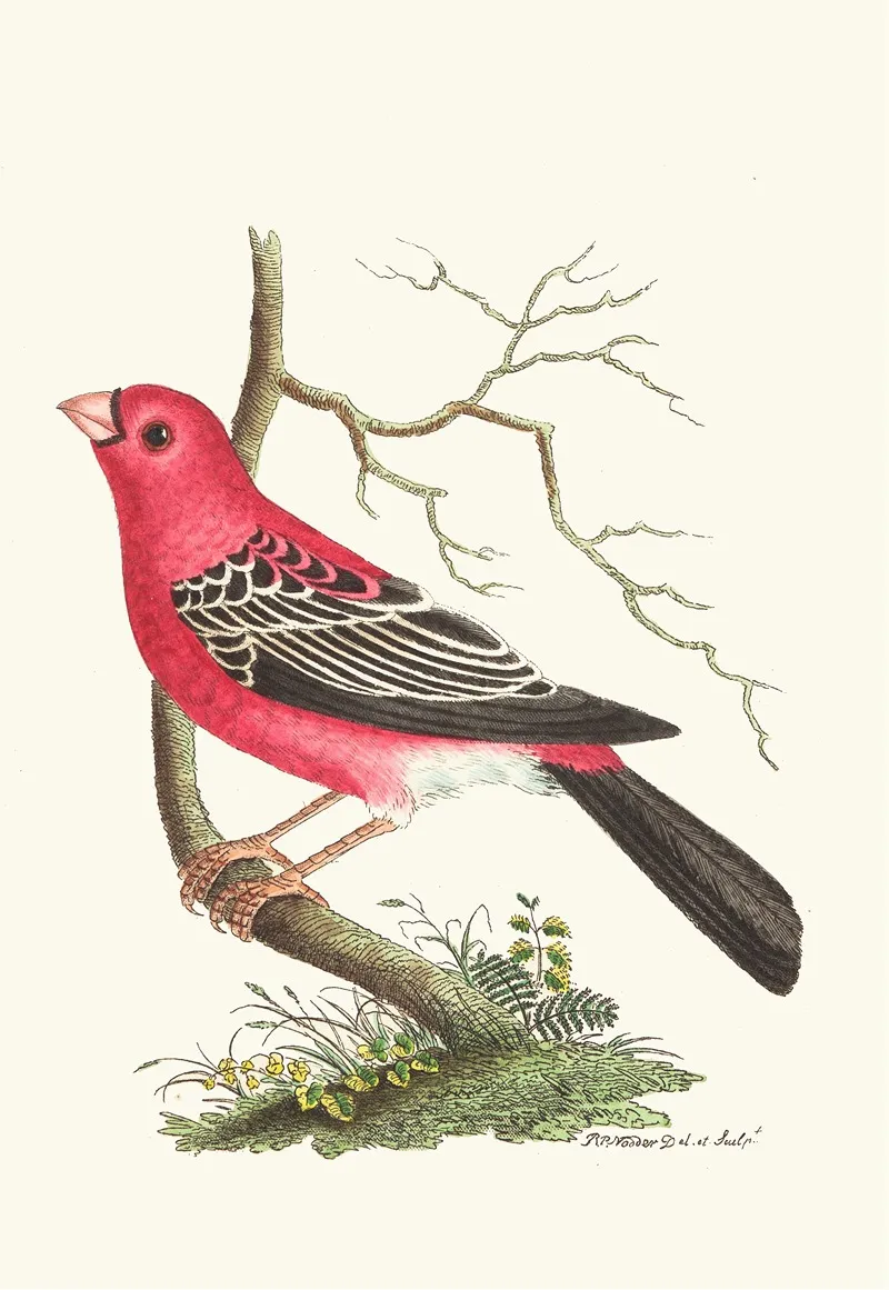 Greater Bulfinch Wall Art by George Shaw - High-Resolution Digital Print