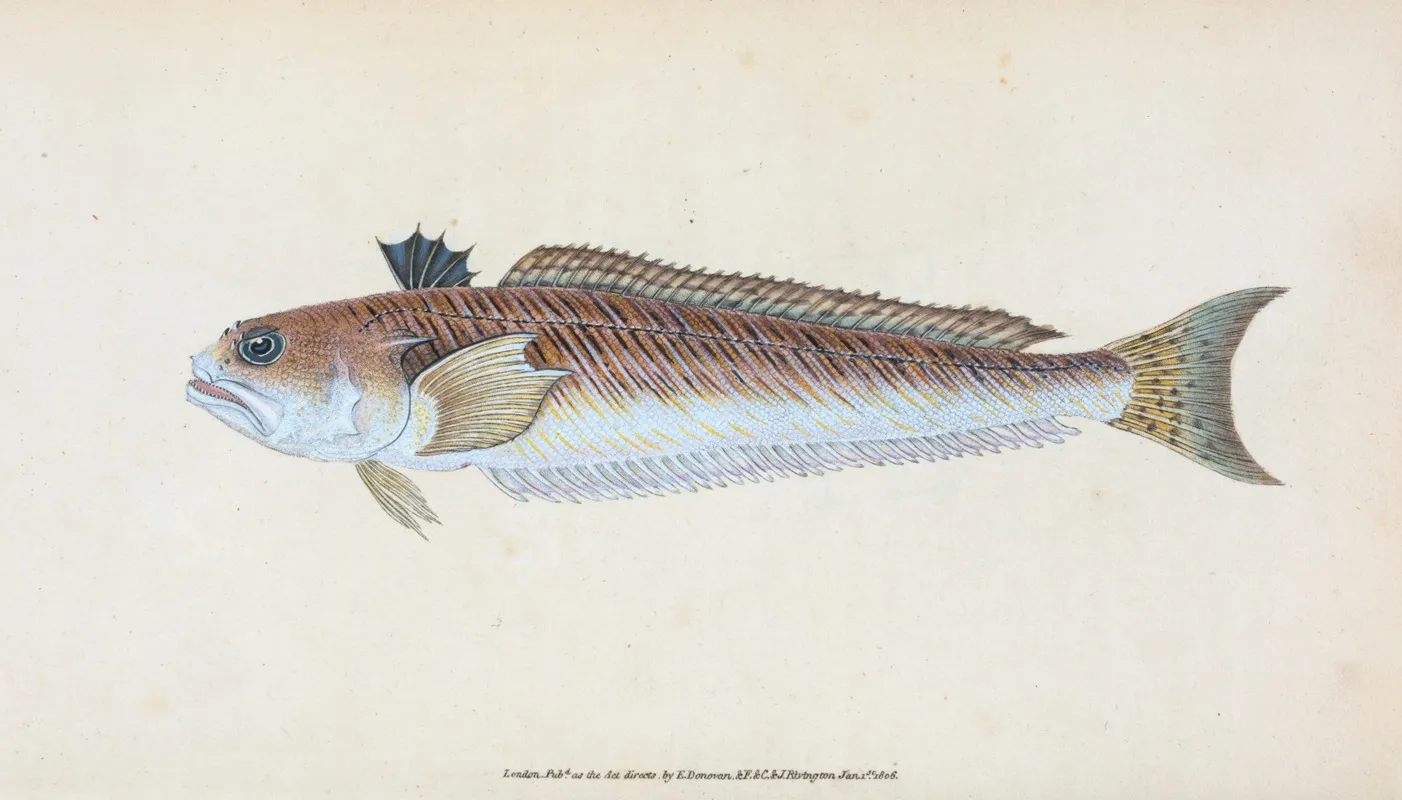 Greater Weever Or Sting Bull Trachius Major Wall Art by Edward Donovan - High-Resolution Digital Print