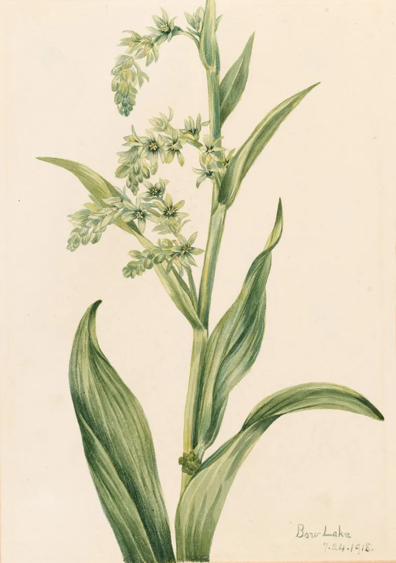 Green Bear Cabbage Veratrum Viride