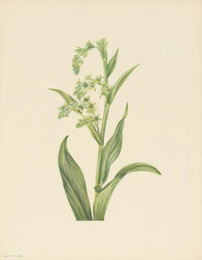 Green Bearcabbage Veratrum Viride 2