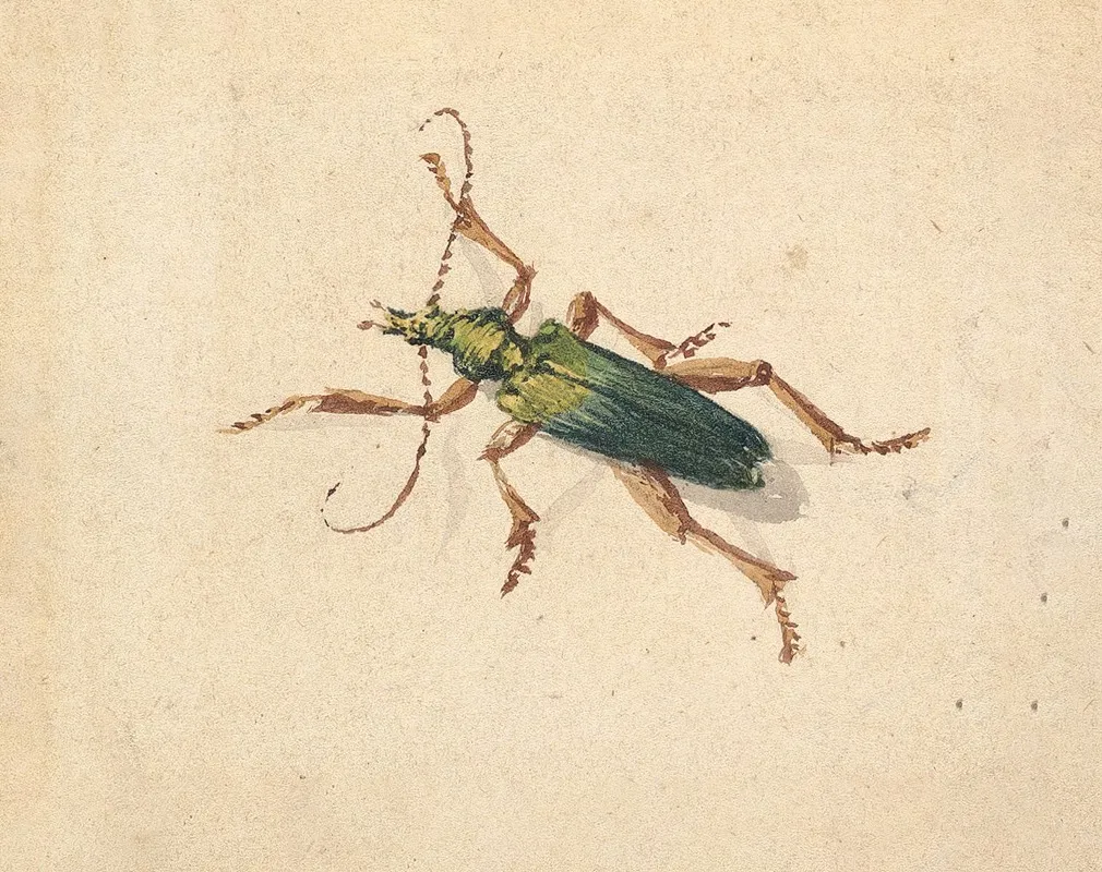 Green Beetle With Brown Legs Wall Art by Jan Vincentsz van der Vinne - High-Resolution Digital Print
