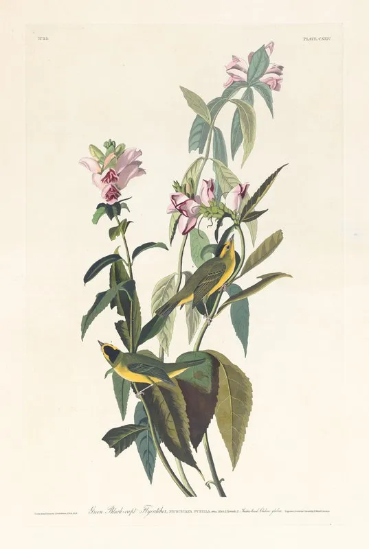 Green Black Capt Flycatcher Wall Art by John James Audubon - High-Resolution Digital Print