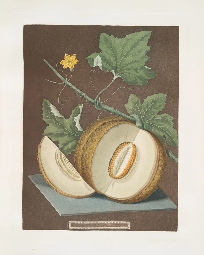 Green Flesh Or Candia Melon Wall Art by George Brookshaw - High-Resolution Digital Print