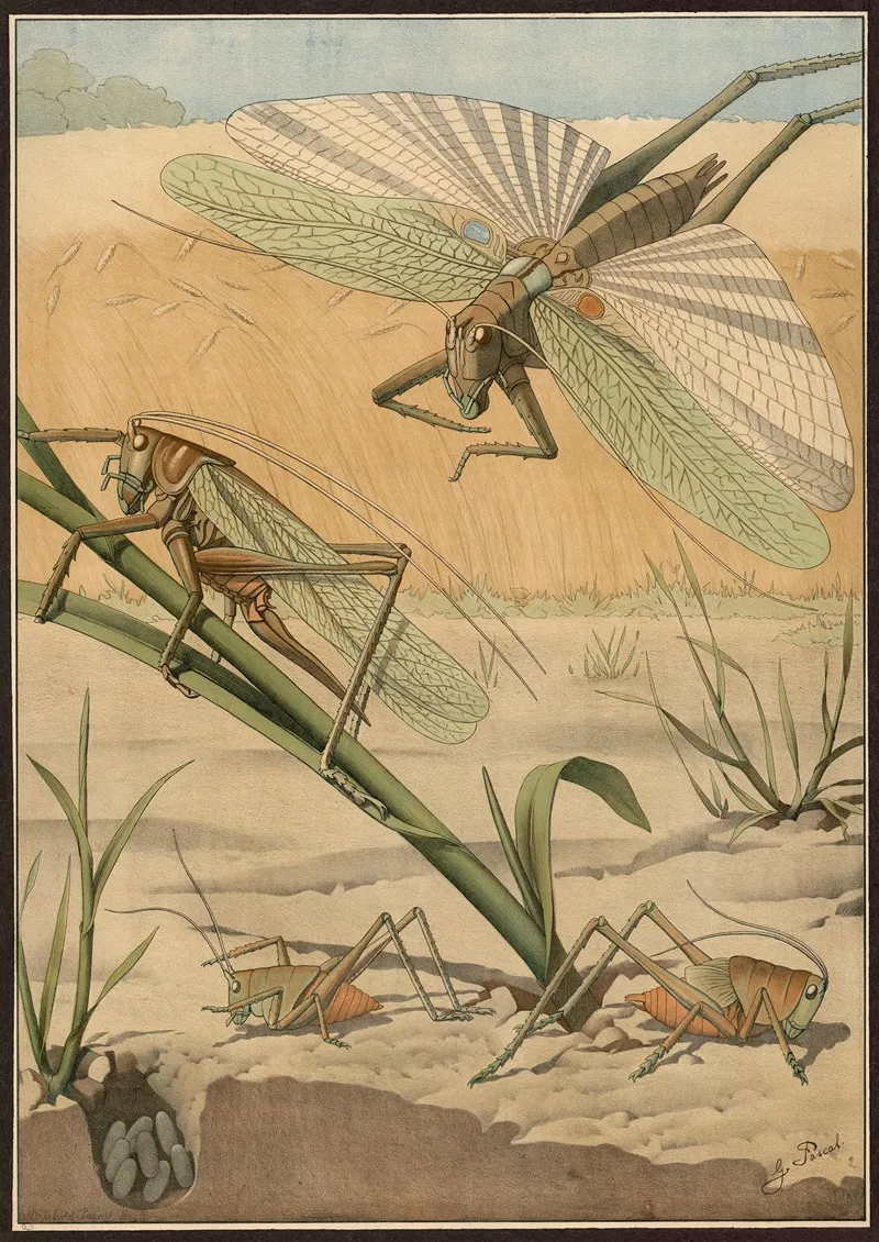 Green Grasshopper Omocestus Viridulus Wall Art by G. Pascal - High-Resolution Digital Print