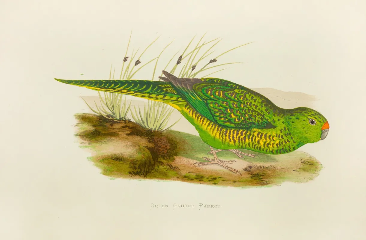 Green Ground Parrot Wall Art by Alexander Francis Lydon - High-Resolution Digital Print