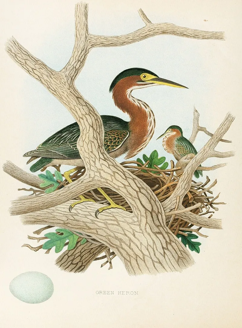 Green Heron Wall Art by Edwin L. Sheppard - High-Resolution Digital Print