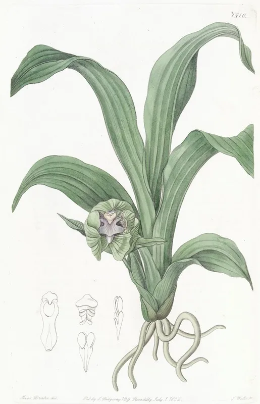 Green Maxillaria Wall Art by Sydenham Edwards - High-Resolution Digital Print
