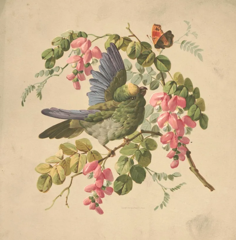 Green Parrot And Acacia
