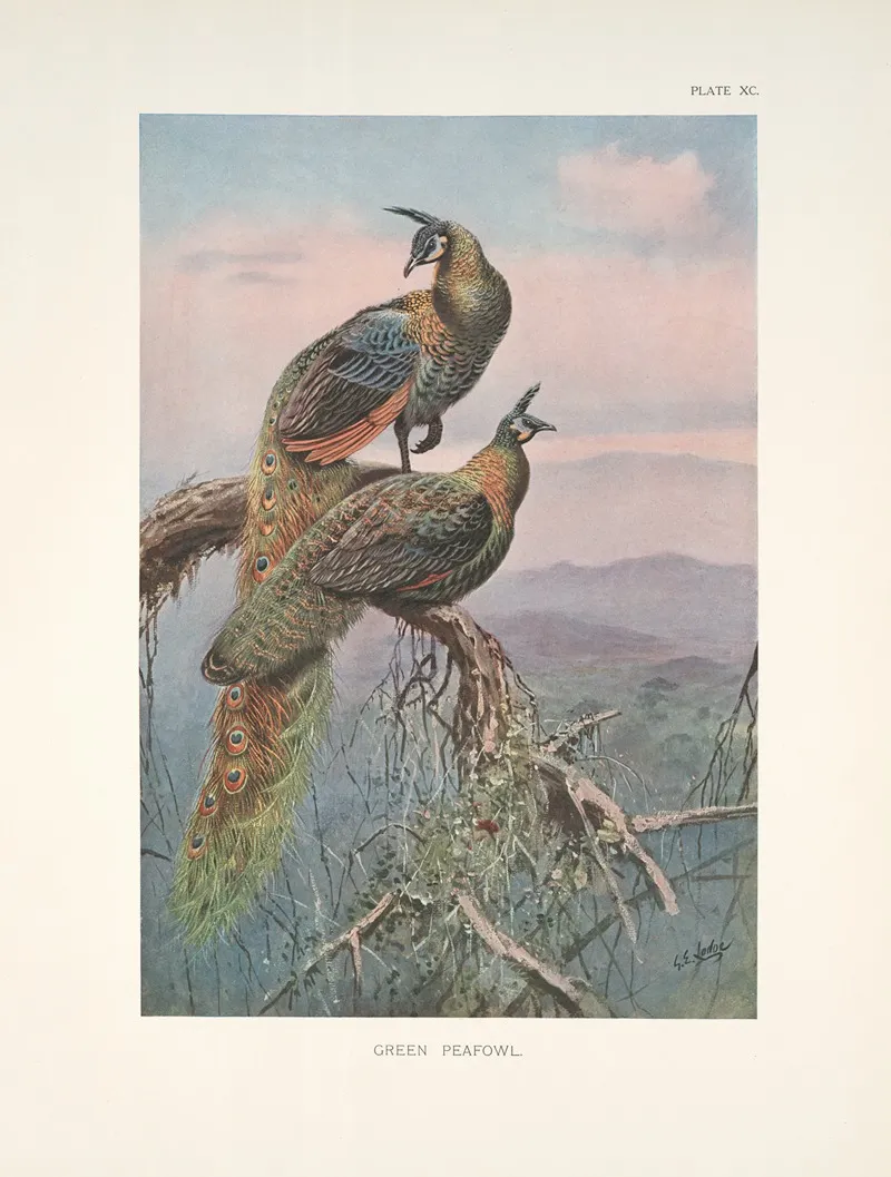 Green Peafowl Pavo Muticus Wall Art by George Edward Lodge - High-Resolution Digital Print