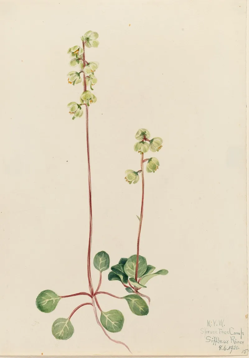 Green Pyrola Pyrola Chlorantha 2