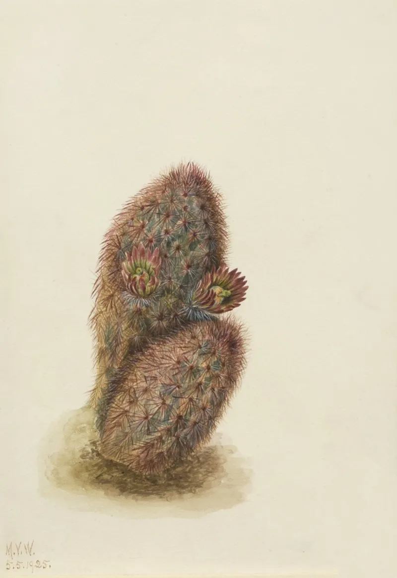 Green Strawberry Cactus Echinocereus Viridiflorus 2