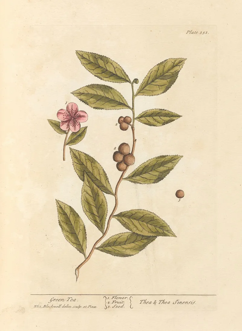 Green Tea 3 Wall Art by Elizabeth Blackwell - High-Resolution Digital Print
