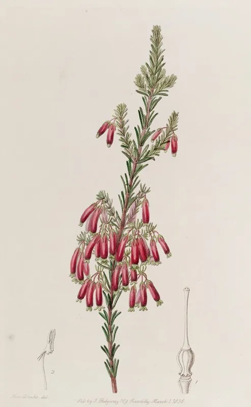 Green Tipped Heath Wall Art by Sydenham Edwards - High-Resolution Digital Print