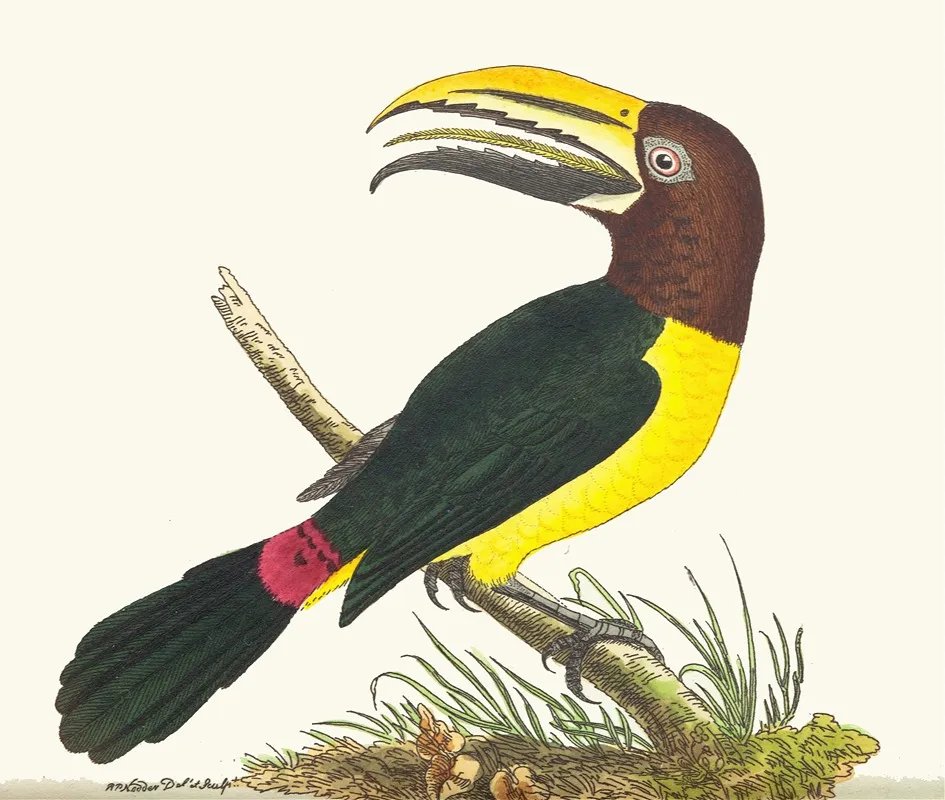 Green Toucan Wall Art by George Shaw - High-Resolution Digital Print