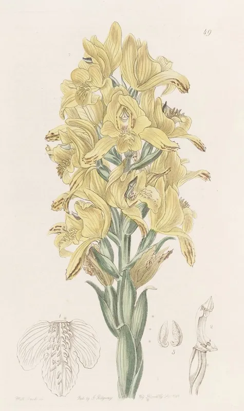 Green Veined Chloraea Wall Art by Sydenham Edwards - High-Resolution Digital Print