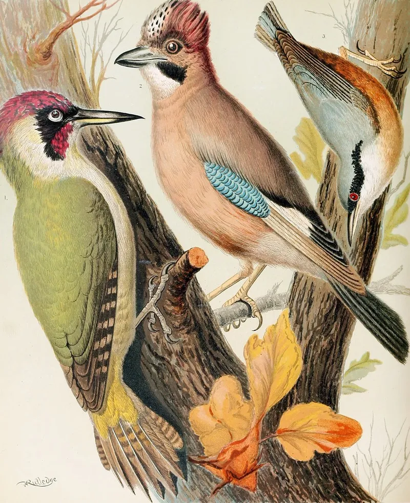 Green Woodpecker Jay Nuthatch Wall Art by W. A . Blakston - High-Resolution Digital Print