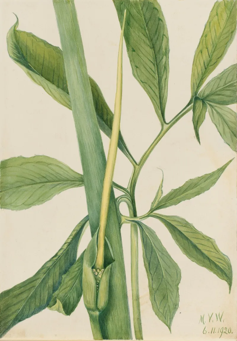 Greendragon Arisaema Dracontium 2