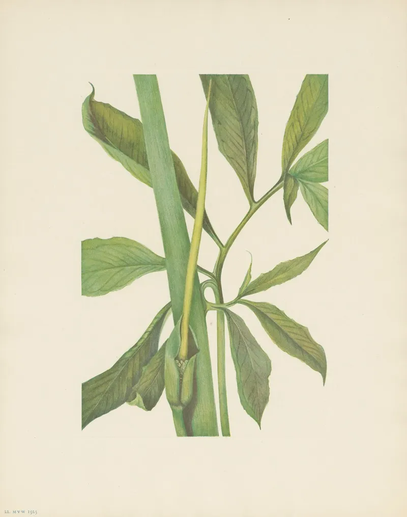 Greendragon Arisaema Dracontium 3
