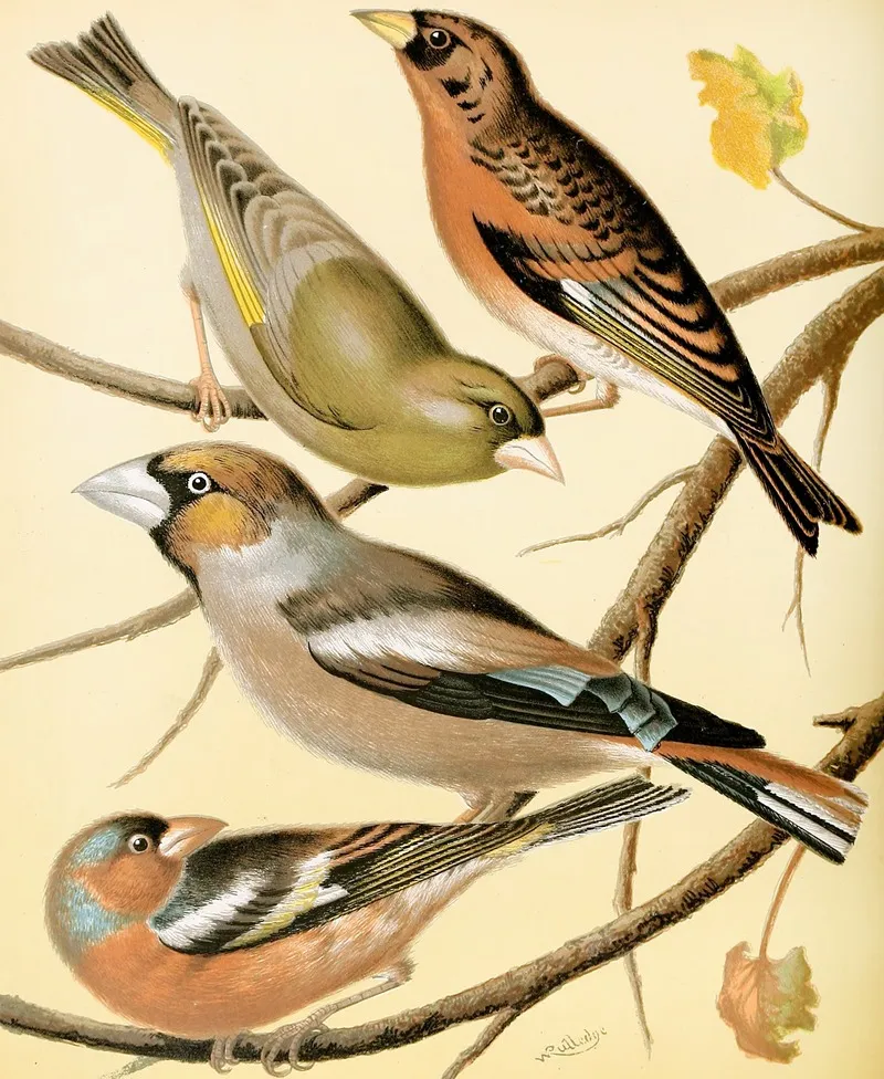 Greenfinch Mountain Finch Hawfinch Chaffinch Wall Art by W. A . Blakston - High-Resolution Digital Print