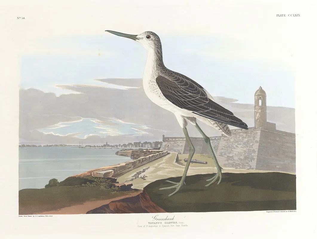 Greenshank Wall Art by John James Audubon - High-Resolution Digital Print
