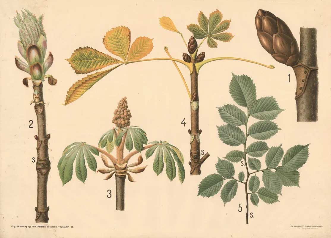 Grene Og Blade Af Kastanie Og Elmetrae Wall Art by Vilhelm Balslev - High-Resolution Digital Print