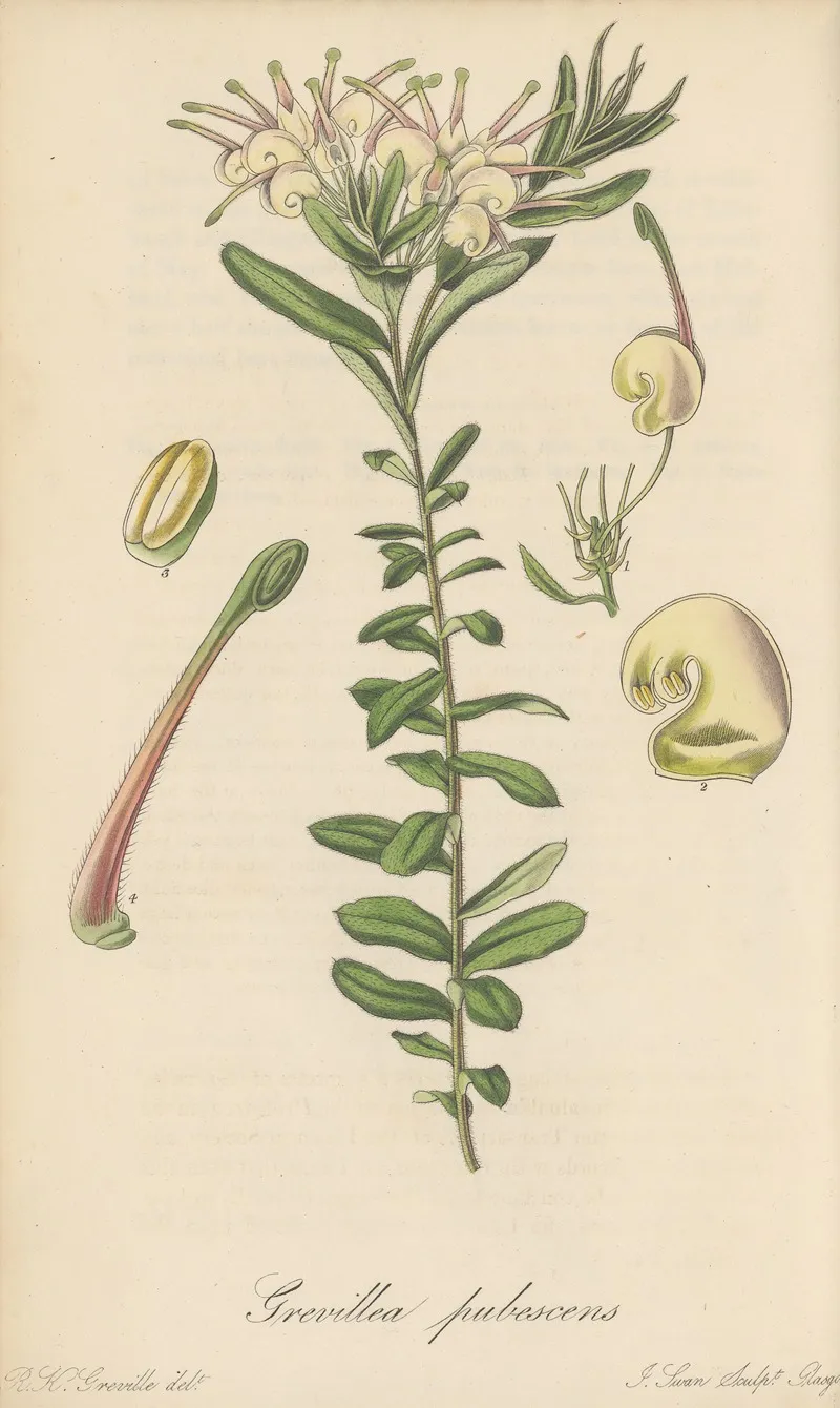 Grevillea Pubescens Wall Art by William Jackson Hooker - High-Resolution Digital Print