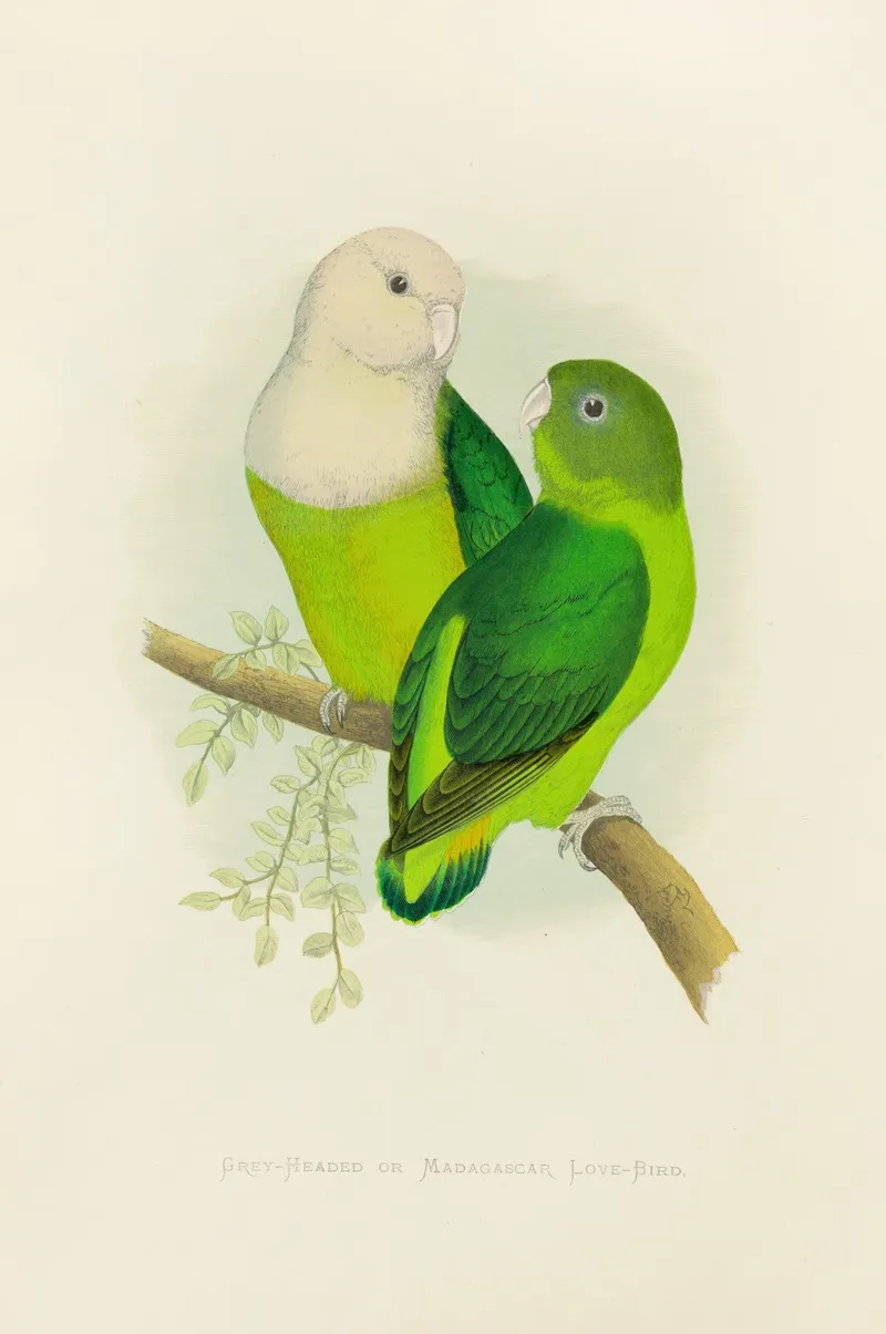 Grey Headed Or Madagascar Love Bird Wall Art by Alexander Francis Lydon - High-Resolution Digital Print