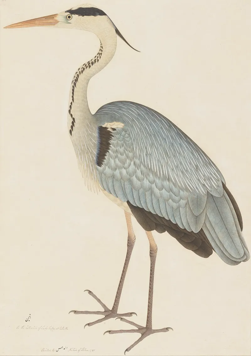 Grey Heron Wall Art by Ram Das - High-Resolution Digital Print