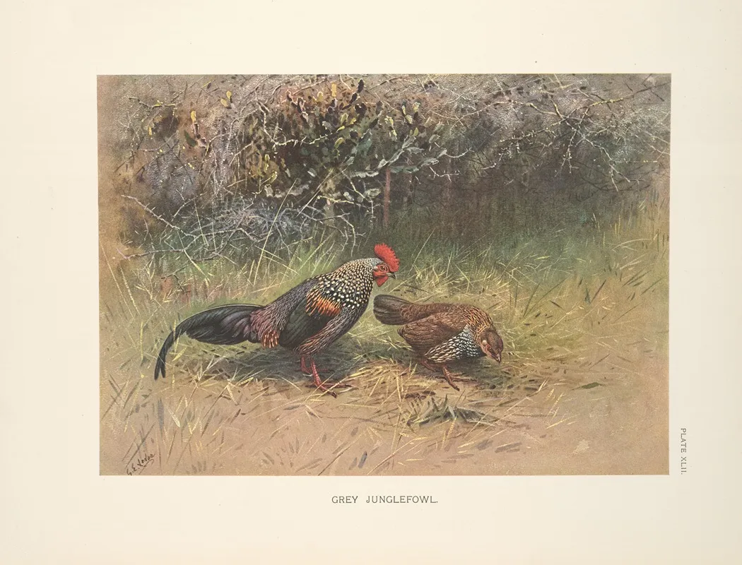 Grey Junglefowl Gallus Sonnerati Wall Art by George Edward Lodge - High-Resolution Digital Print